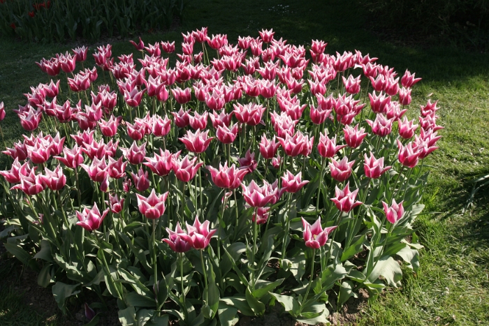 Tulipes a Morges 2007 - 213